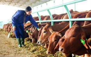 Công ty nông nghiệp nhà “bầu” Đức báo lỗ gần nghìn tỷ