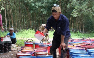 Liên tiếp đón tin vui, Tập đoàn Hoàng Anh Gia Lai tuyển thêm 2.500 lao động