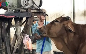 Bò tăng 20kg nhờ bơm nước trước khi giết mổ