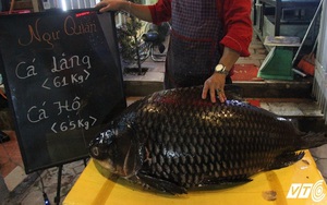 Cặp ‘thủy quái’ khổng lồ cực hiếm xuất hiện tại Hà Nội