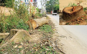 Triệt hạ cây xanh để đòi vỉa hè: 'Không có vấn đề gì'