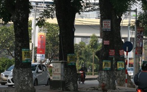 Treo quảng cáo trên cột điện, cây xanh bị phạt đến 10 triệu đồng