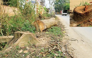 Cấm tự ý chặt cây xanh ở Hà Nội khi xử lý vi phạm