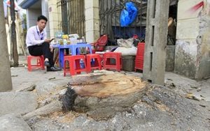 Cây bị chặt... đòi vỉa hè tại Thạch Thất không có giá trị?