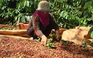 Cà phê Việt 2 USD/kg, Starbucks mua về bán... 200 USD/kg