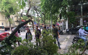 Cây xanh gãy đổ ở Hà Nội, hàng chục người chờ đèn đỏ thoát nạn