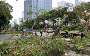 Bắt đầu đốn hạ hàng cây xanh trên đường Lê Lợi