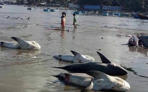 Bình Thuận nói về tin cá mập chết trắng biển Mũi Né