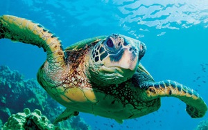 Một chú rùa biển có thể nặng ngang 1 chiếc xe hơi và sự thật bất ngờ về cuộc đời chúng