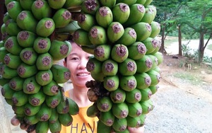 Đổ xô đi xem buồng chuối 'sinh đôi' ở Nghệ An