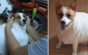 Đáng yêu nhất Facebook hôm nay: Em cún béo trùng trục, mất hết cả "dáng chuẩn" vì chủ nuôi quá mát tay