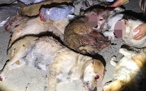 Trung Quốc: Hàng loạt chú chó hoang bị lực lượng trật tự đô thị đánh đập tới chết