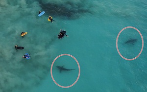 Thót tim khoảnh khắc hàng trăm con cá mập khổng lồ lởn vởn ngay cạnh nhóm học sinh đi bơi