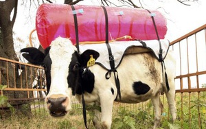 Làm quen với những "siêu bò" chống biến đổi khí hậu của nông dân Ireland