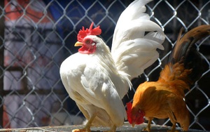 Trại gà “độc”, “có một không hai” tại Việt Nam của chàng kỹ sư thủy sản