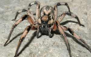 Các nhà khoa học phát hiện loài nhện mới, đặt tên theo nhện Aragog trong Harry Potter