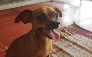 Chú chó trung thành 7 năm đi khắp các cung đường và tâm sự rơi nước mắt của người chủ tài xế