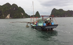 Quảng Ninh: Cấm khai thác thủy sản trong vùng lõi vịnh Hạ Long