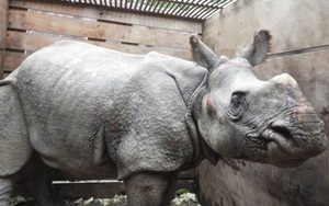 Lũ cuốn tê giác quý hiếm trôi 42 km, từ Nepal tới Ấn Độ