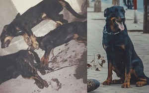 Xót xa cảnh cả đàn chó gắn bó với gia đình suốt 5 năm bị đánh bả chết tại Hà Nội