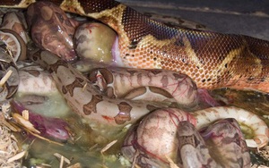 Cận cảnh trăn Anaconda - quái vật Nam Mỹ đẻ con khiến ai xem cũng rùng mình