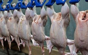 Lần đầu tiên thịt gà Việt Nam được xuất khẩu sang Nhật Bản