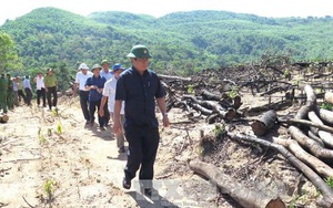 Bí thư Tỉnh ủy Bình Định kiểm tra hiện trường vụ 43,7 ha rừng tự nhiên bị 'xóa sổ'