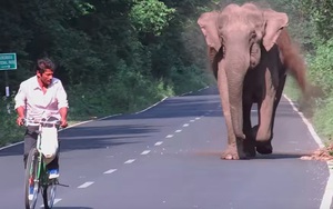 Ai cũng nín thở nhìn con voi hung hăng đuổi theo người đàn ông nhưng bỗng dưng nó dừng lại, quay đầu làm một việc