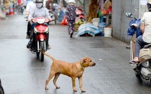Hà Nội: Giao UBND cấp phường, xã bắt giữ chó thả rông