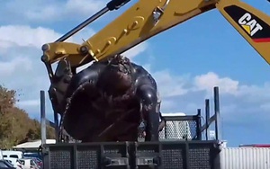 Xem video dọn xác rùa khổng lồ dài 2m bằng máy xúc