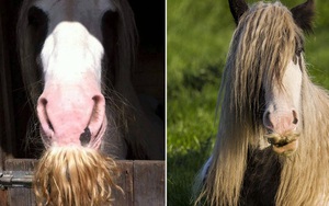 14 chú ngựa trông thật menly khi mọc râu
