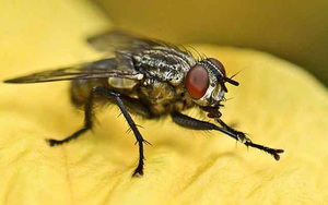 Tin được không, hóa ra loài ruồi vẫn biết "rửa tay" trước khi ăn đấy