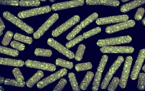 Vi khuẩn trong vũ trụ đang tạo ra hiệu ứng chưa từng có, khiến phi hành gia gặp nguy hiểm