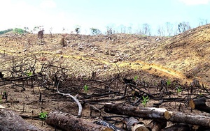 Bắt giam Giám đốc doanh nghiệp chủ mưu phá rừng ở Bình Định