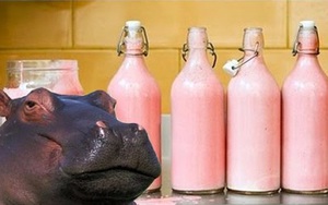 Sự thật: Sữa của hà mã có màu hồng và đây là lý do