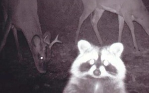 Đặt máy quay lén động vật, thợ săn bất ngờ khi thấy những hành vi kỳ lạ của chúng