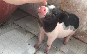 Chú heo tên Chó - thú cưng của đôi bạn ở Sài Gòn: Ăn tất cả mọi thứ, rồi ngủ và đi lòng vòng