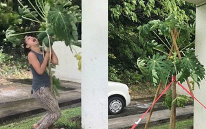 Bão gió đùng đoàng, người phụ nữ vẫn lao ra vườn, oằn mình ôm cây đu đủ và cái kết bất ngờ