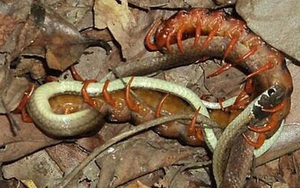Xem cảnh con rết cắn chết và ăn hết một con rắn đang đẻ trứng