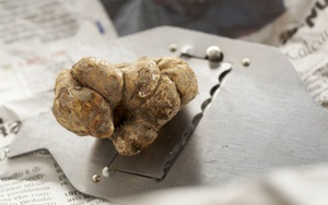Vì sao loại nấm 'siêu' đắt nay càng đắt hơn, lên tới 160 triệu đồng/kg?