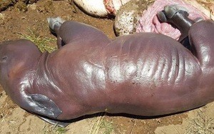 Hình ảnh xác chú tê giác sơ sinh gây nhói lòng: Những kẻ săn trộm không tha cả sinh linh chưa chào đời