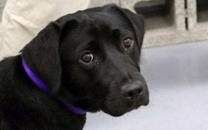 Lulu - cô chó bị CIA sa thải vì không thích theo đuổi sự nghiệp "đặc vụ" đánh hơi bom