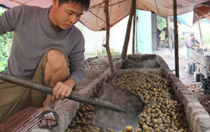 Kéo nhau đi thu mua cau non bán cho thương lái Trung Quốc