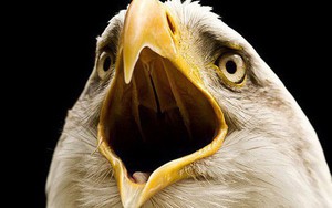 Vì sao chim không có răng và câu trả lời thú vị đến bất ngờ