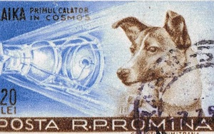 Câu chuyện về chú chó đầu tiên được đưa lên vũ trụ: Nỗi đau của Laika và sự thật phũ phàng phía sau