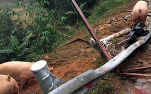 Xôn xao chuyện xe chở lợn bị lật, người dân thi nhau “hôi của” ở Lạng Sơn