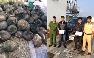 Vận chuyển 112 con tê tê, tông gãy barie khi thấy CSGT