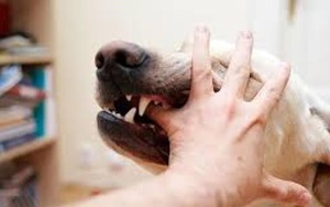 Mất 2 chân vì vết chó cắn từ 2 năm trước