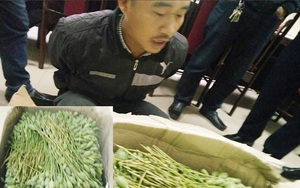 Buôn hàng thảo mộc kèm thêm thùng quả anh túc