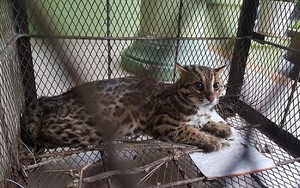 Giải cứu một cá thể mèo rừng quý hiếm thả về thiên nhiên